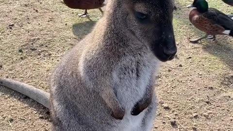 Kangaroo