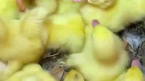 Very interesting 😎 and lovely 😍🌹 video