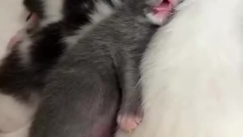 If you are watching this video, know that God has made you the guardian angel of a hungry cat💝