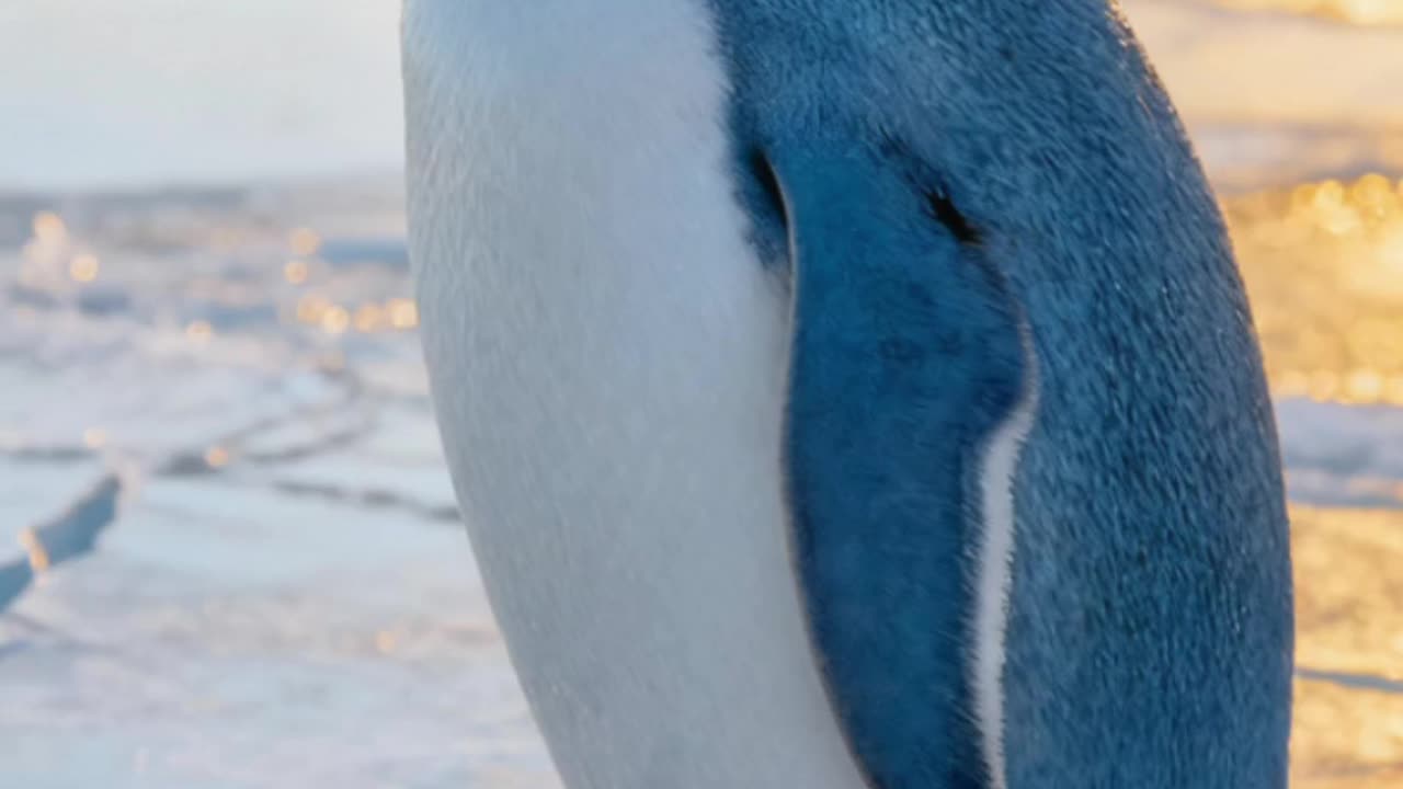 The Smallest Penguin in the World | Only 16 Inches Tall | Amazing Animal Facts in Hindi