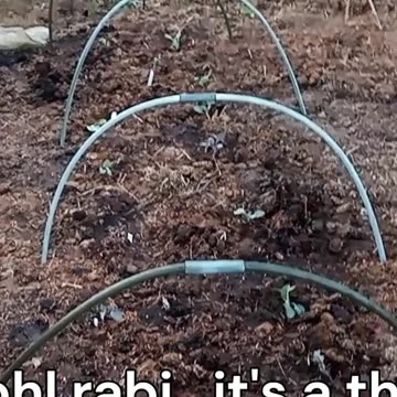 Will I get away with it if I call it 'Rustic'?!