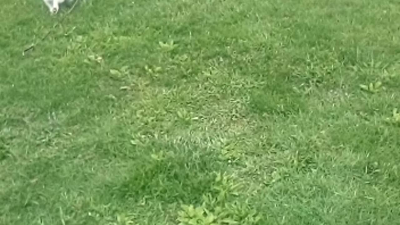 dog