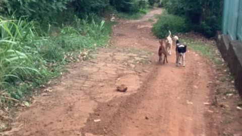 My dogs