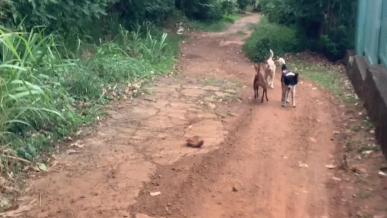 My dogs