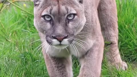 If you are watching this video, know that God has made you the guardian angel of a hungry cat.