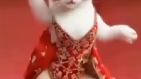 Cat vid 1