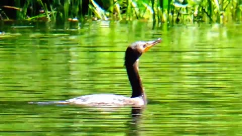 Cormorant