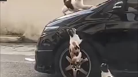 FUNNY ANIMAL VIDEO #funnyshorts #treanding #animalshorts #animals