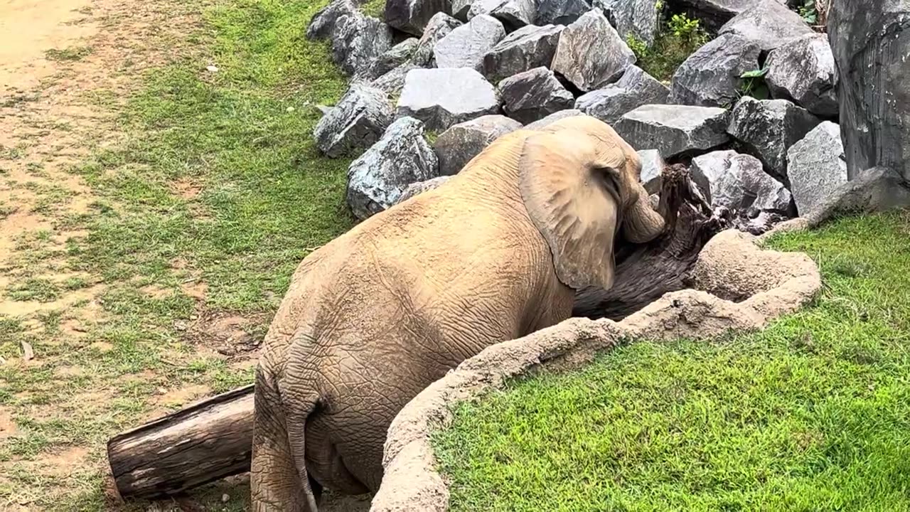 Elephant Showing his Ears