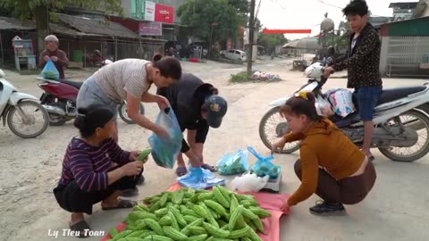 Harvesting A Lot Of Bitter Melon - Use Strong Horses To Carry Bitter Melon Go To Market Sell