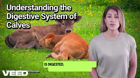 Understanding the Digestive System of Calves