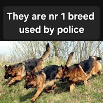 GRMAN SHEPHERD BREED