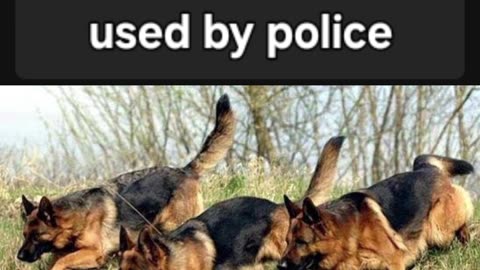 GRMAN SHEPHERD BREED