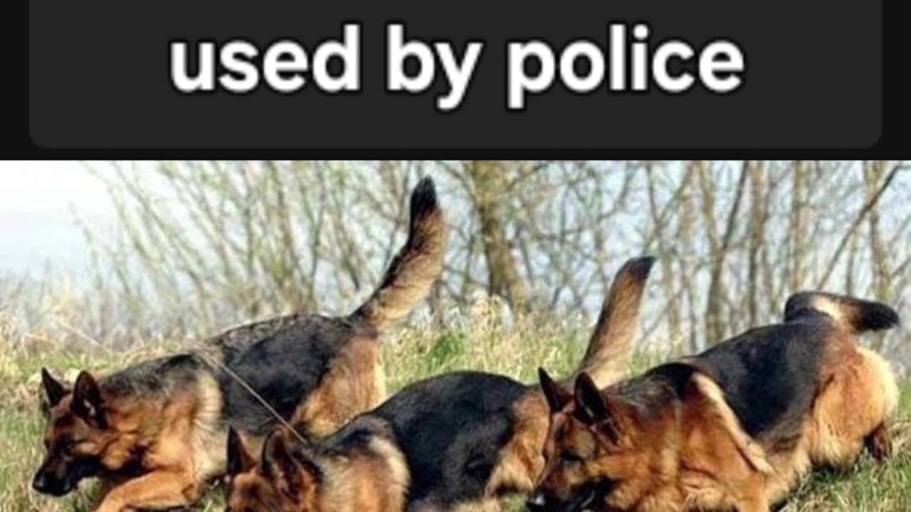GRMAN SHEPHERD BREED