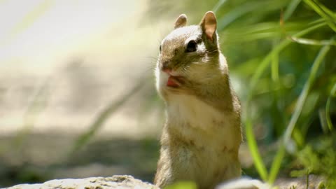Cute Little Chipmunk Paws