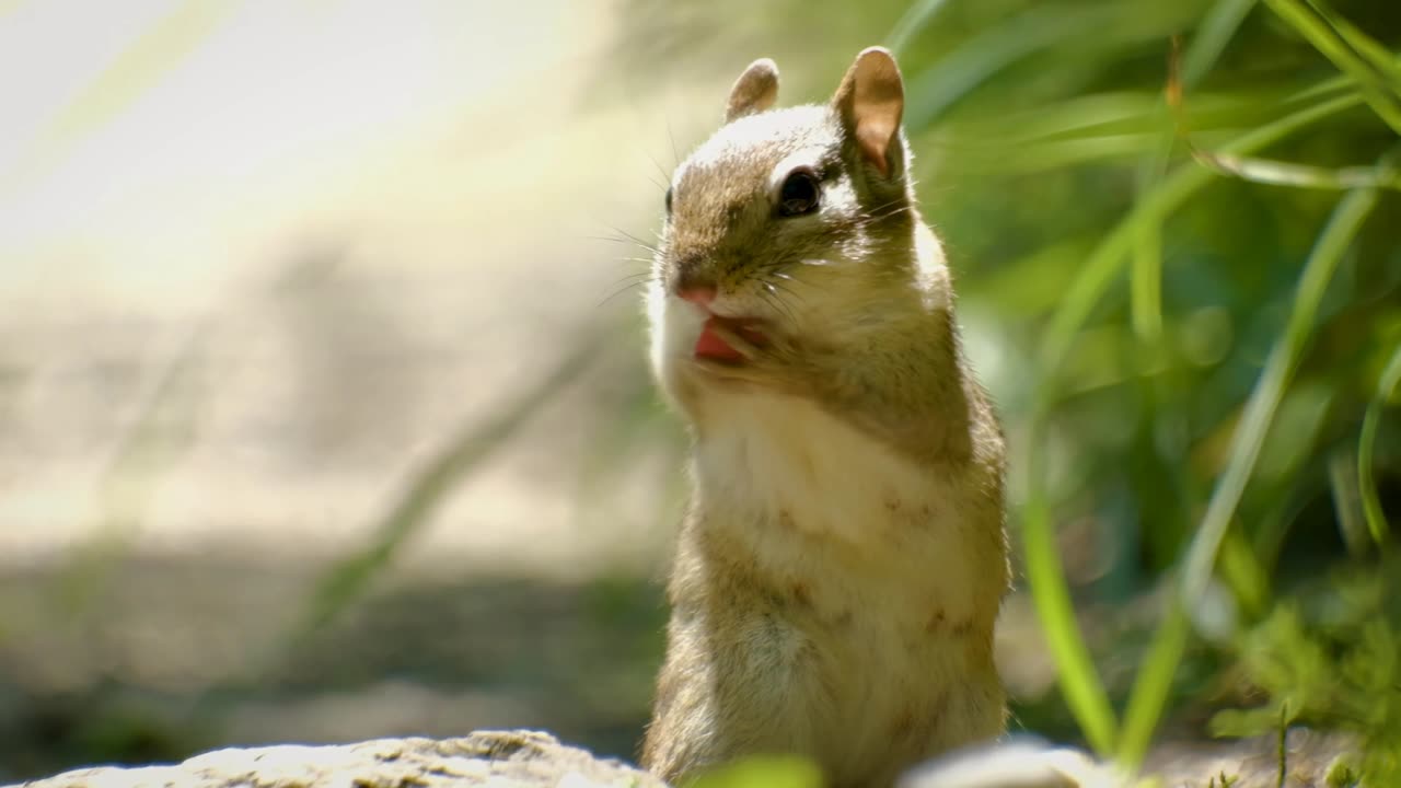 Cute Little Chipmunk Paws