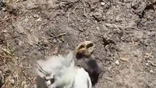 😂🐔 Remember the chicken who biannually yeets her kids? | FunFM