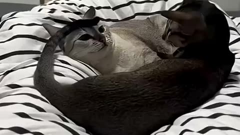 Funny cats