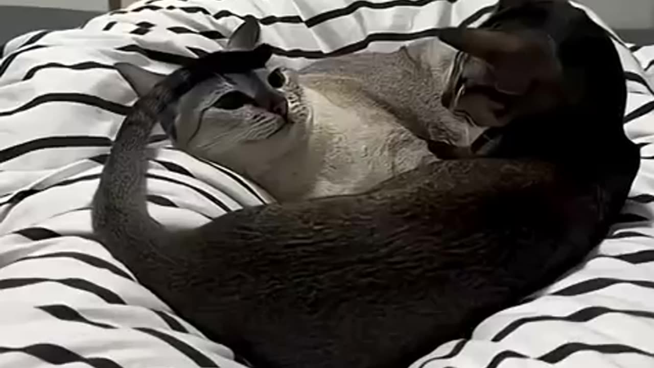Funny cats