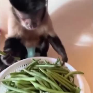 🌿 Tiny Jungle Acrobat: The Capuchin Monkey 🐒💕