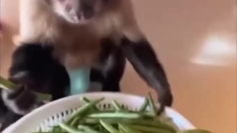 🌿 Tiny Jungle Acrobat: The Capuchin Monkey 🐒💕