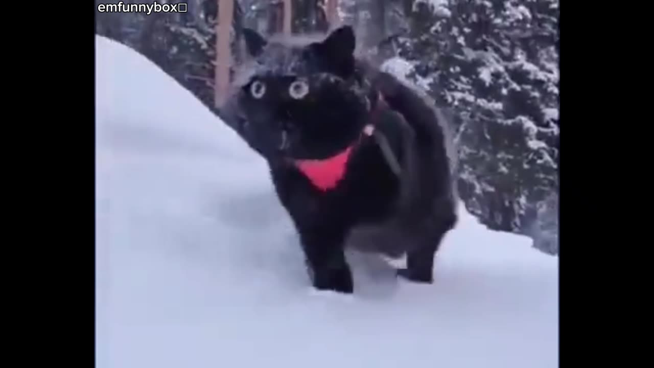 Funny cute cats animals ππΊπ