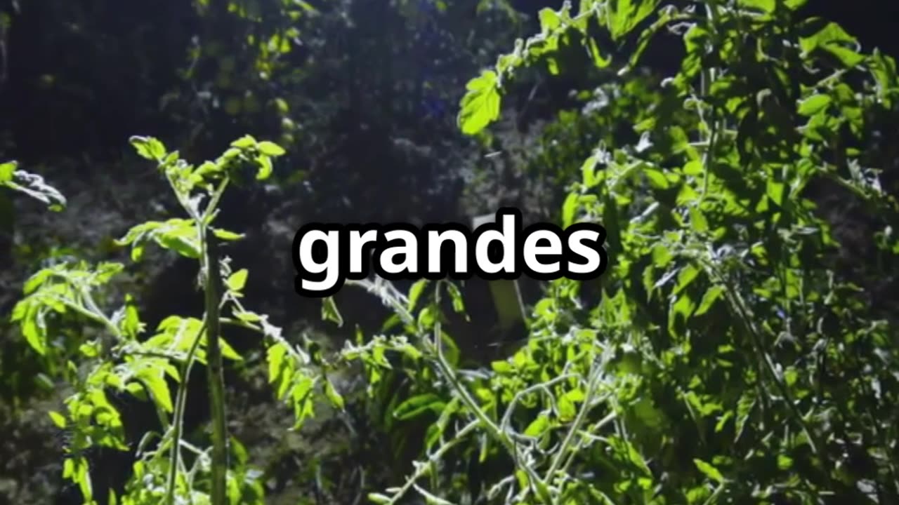 ¿Cuándo sembrar según la luna? 🌙