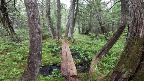 Bog Bridge