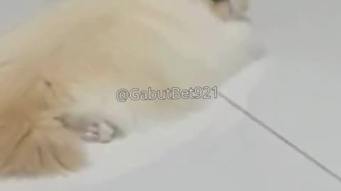 funny cat