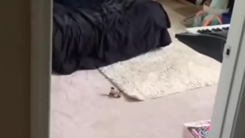 Cutest Animal Moments That’ll Melt Your Heart 🐾💖