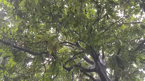 Rainy Day Magic: Mango Tree & Droplets in Perfect Harmony 🍃🌧️
