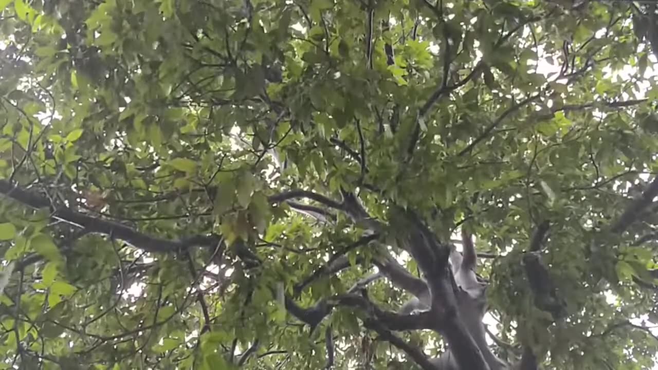 Rainy Day Magic: Mango Tree & Droplets in Perfect Harmony 🍃🌧️