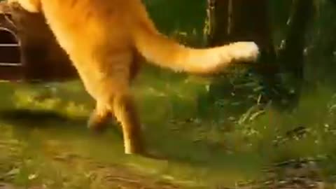Orange Cat tiger baby to catch up