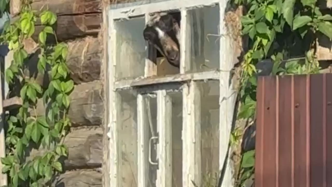 The Ram Found a Home