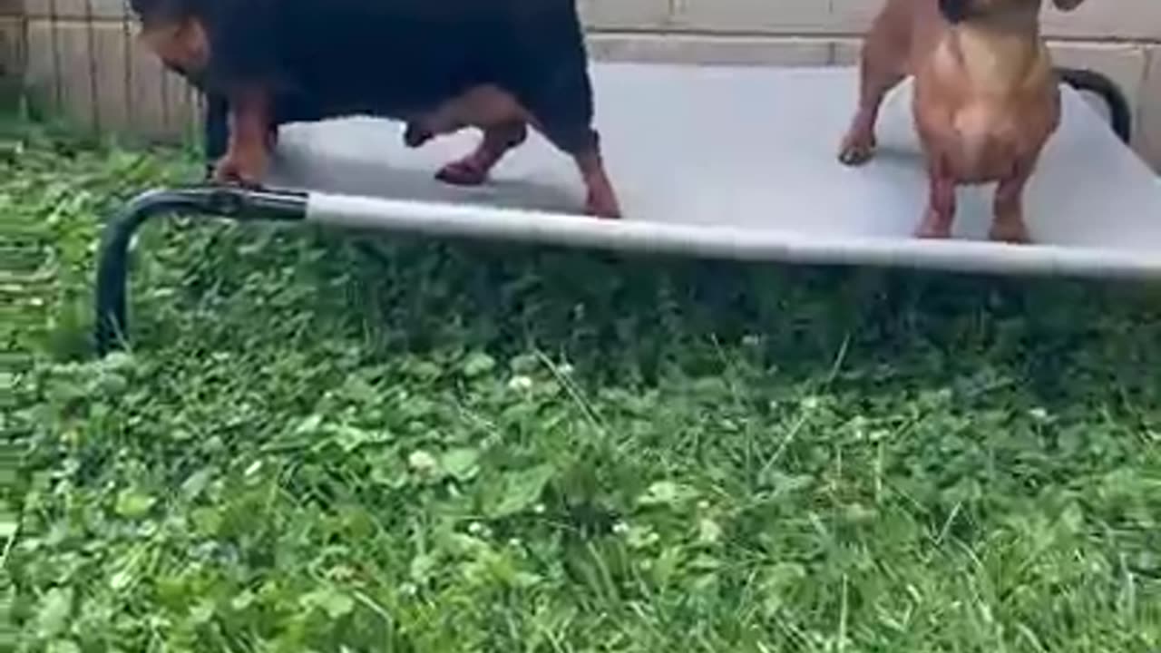 Dachshund Delight!🥰🤣😘