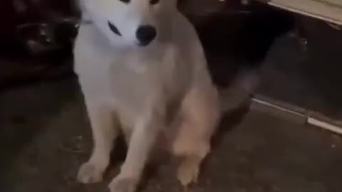 So Grateful To Get Adopted