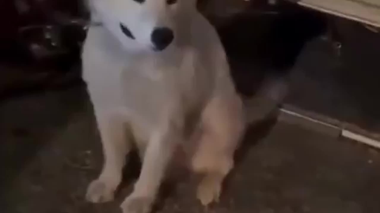 So Grateful To Get Adopted