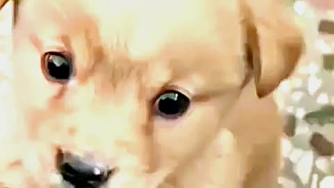 😂😆 "This Dog Just Invented Comedy!" 😂😆
