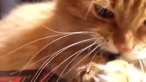 He chose the dark side of the Force..🐈🐾😂