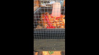 look at these cuties