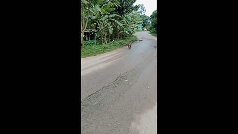 monkey