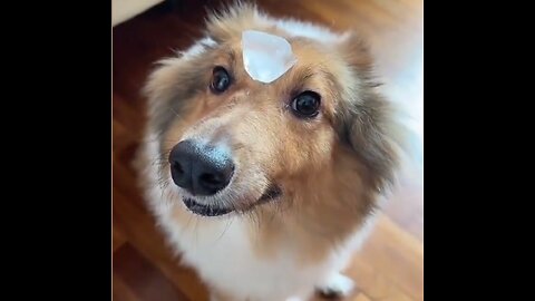 ICE CUBE vs. My Pet 😱🐾