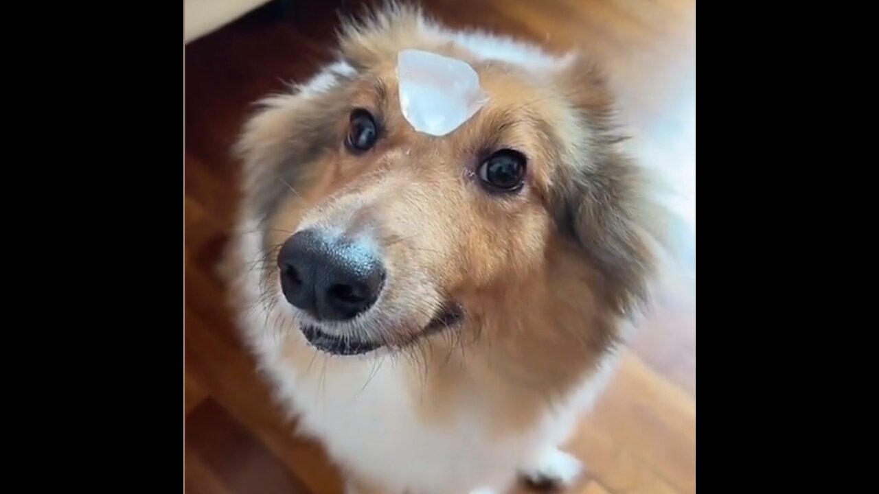 ICE CUBE vs. My Pet 😱🐾