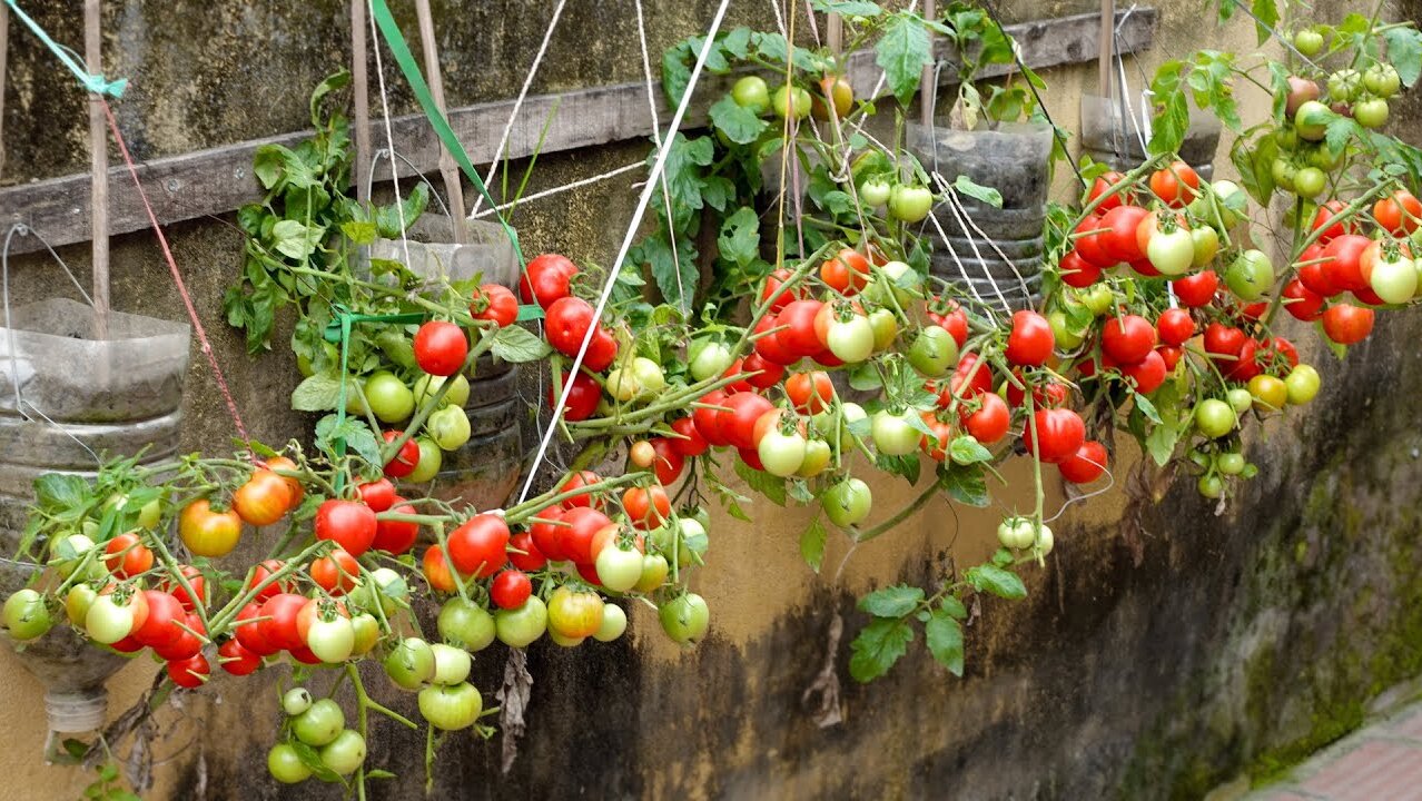 Growing tomatoes at home with TEO, lots of fruit and just a few small plastic bottles