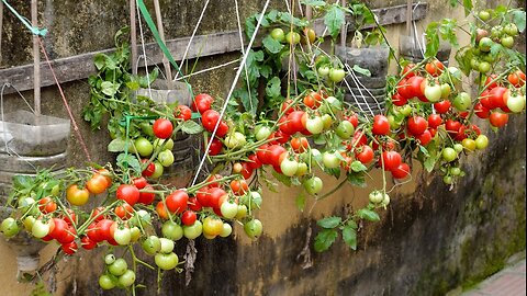Growing tomatoes at home with TEO, lots of fruit and just a few small plastic bottles