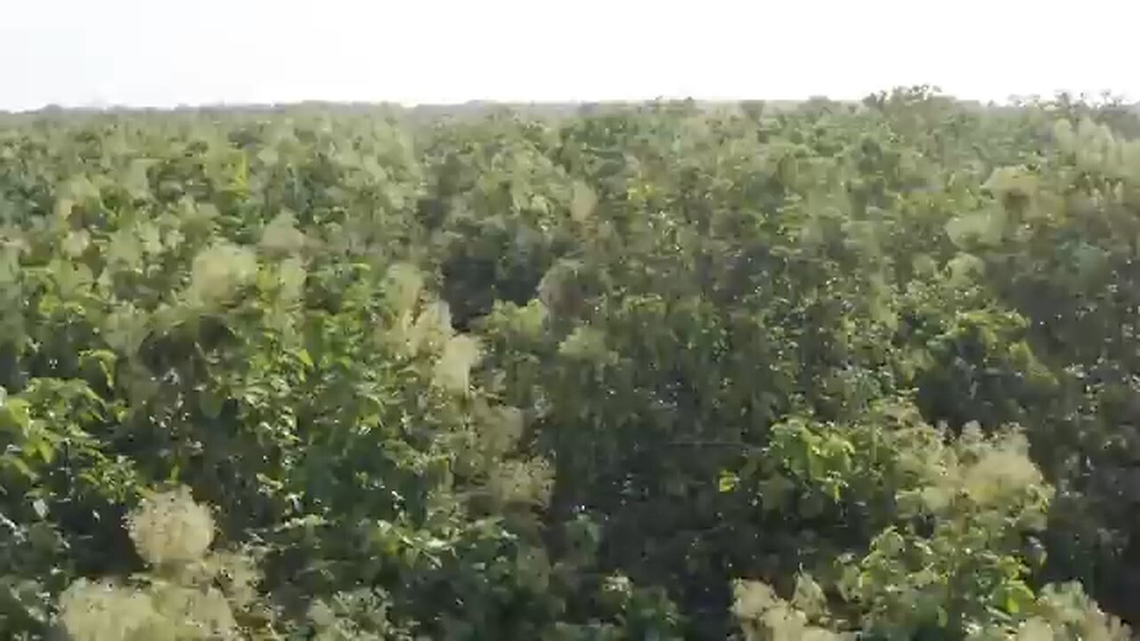 prime minister Narendra Modi inaugurates vantara jamnagar, gujrat