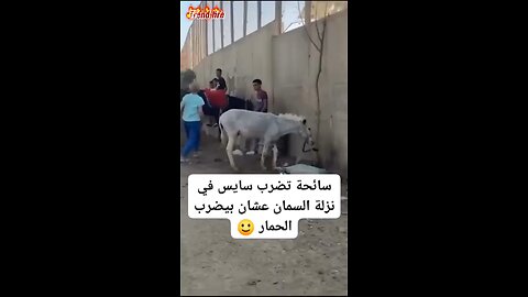 سائحه تنتقم: مشهد صادم للسائحه ضد سلوك غير إنساني بحق الحمار