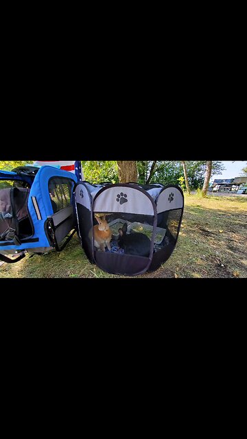 Traveling, camping buns!