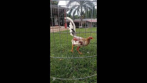 gallo