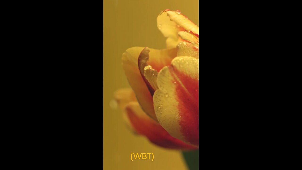 Rain on Flowers are Beautiful.